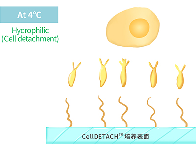 4℃時(shí)，溫敏聚合物涂層為高分子伸直狀態(tài)，表現為親水性，利于貼壁細胞的脫落