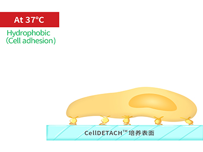 37℃時(shí)，溫敏聚合物涂層為高分子卷縮狀態(tài)，表現為輕度疏水性，更有利于細胞的貼附