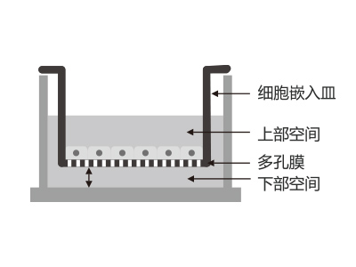 懸掛式設計，嵌入皿移細胞嵌入皿移動(dòng)時(shí)單層細胞不受影響上部空間 ，還能防止培養液通過(guò)中毛細作用流失